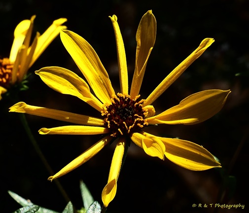 {Helianthus giganteus}